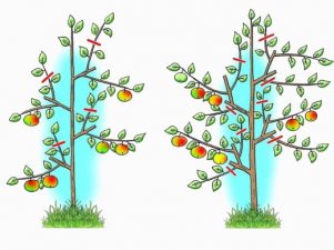 Схемы и видео обрезки яблонь осенью для начинающих