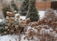 Гортензия метельчатая – укрытие на зиму 3 способами