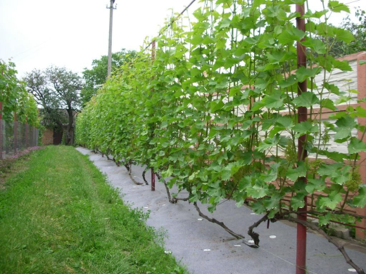 Как сделать навес для винограда своими руками из металла или поликарбоната