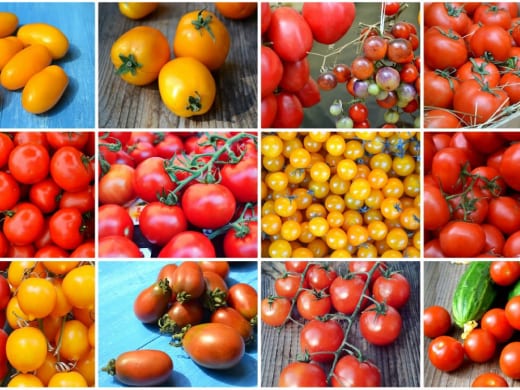 Какие хорошие помидоры в теплице урожайные