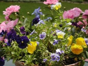 12 самых красивых садовых цветов для вашей дачи