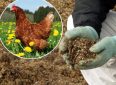 Как приготовить удобрение из куриного помета